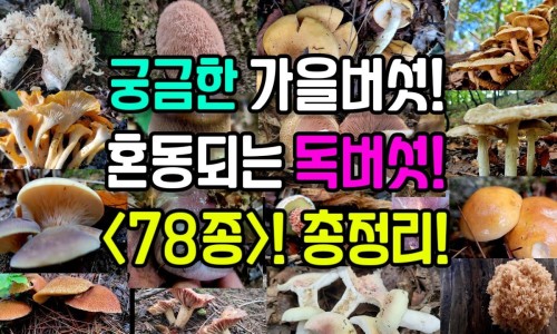 路边菊治什么病最快-路边菊功效网 :分享路边菊有什么功效-路边菊的功能与主治知识