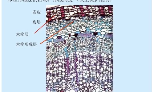 路边菊功效网 :分享路边菊有什么功效-路边菊的功能与主治知识